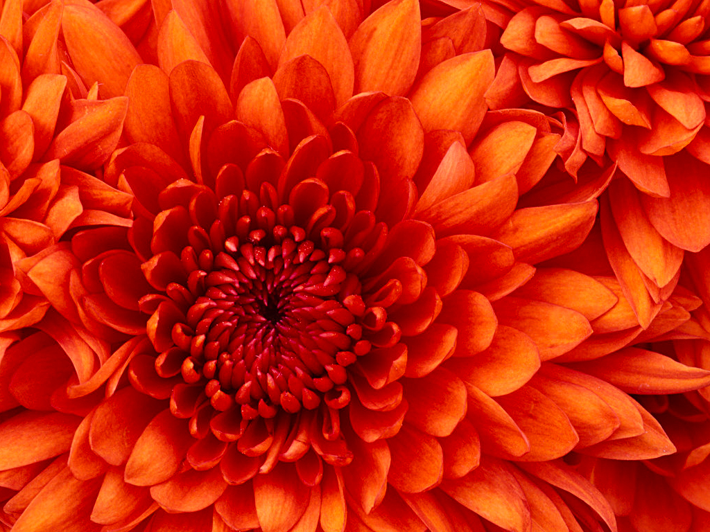 附件 Chrysanthemum.jpg